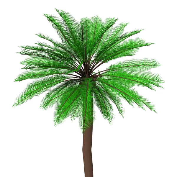 Palm — Stock Photo, Image