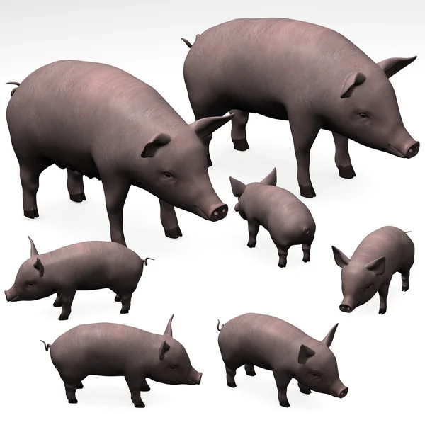 Семья свиней — стоковое фото