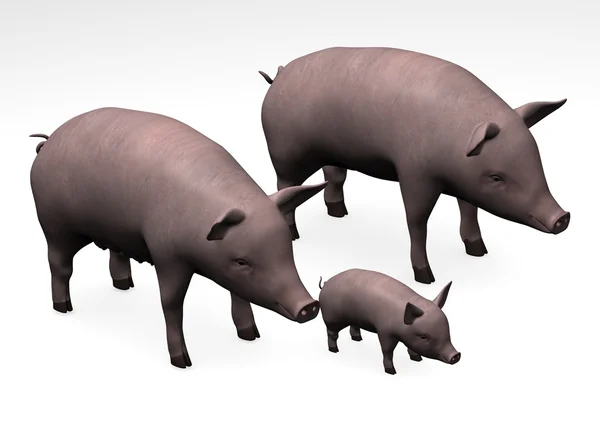 Сім'я свиней — стокове фото