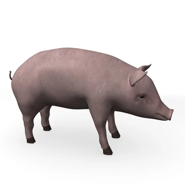 Cerdo animal — Foto de Stock