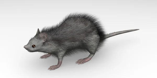 老鼠动物 — 图库照片