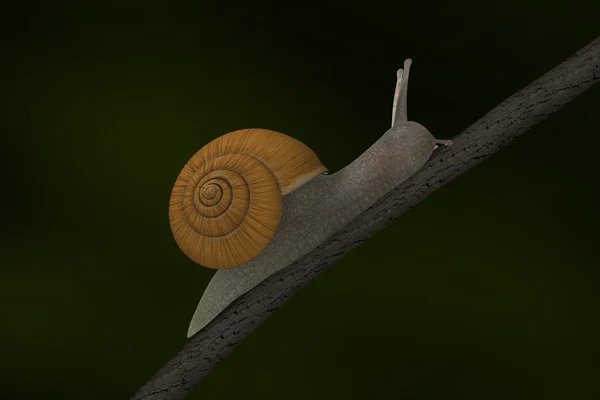 Snail scene — Stock Photo, Image