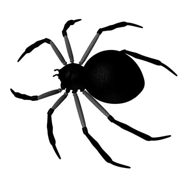 Spinnen — Stockfoto