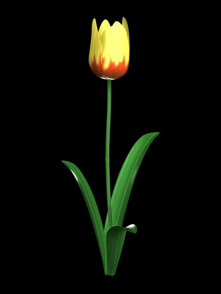 Żółty tulipan — Zdjęcie stockowe