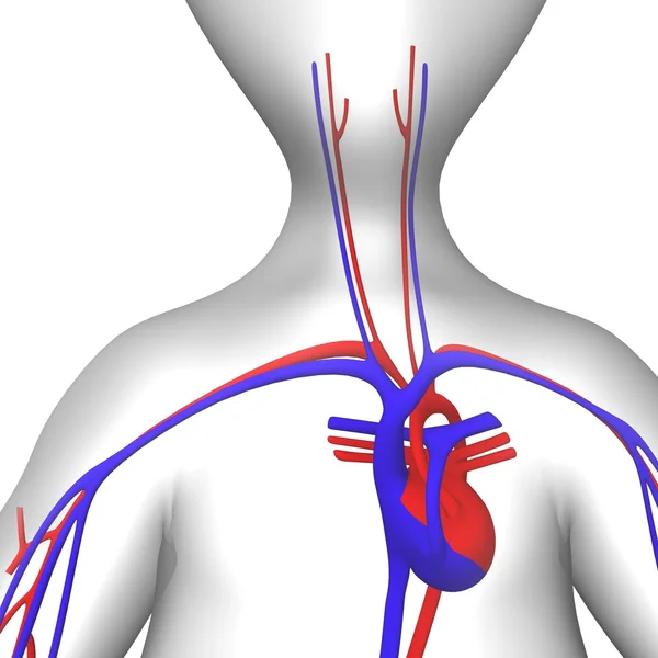 Circulatory — Stock Photo, Image