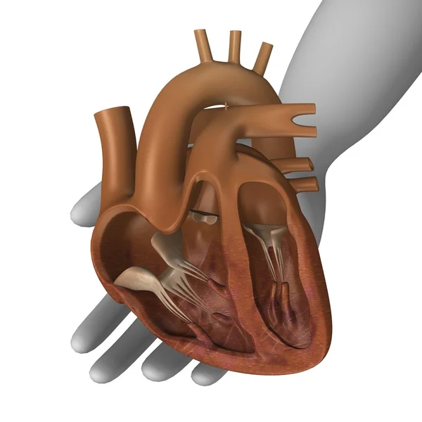 Secção cardíaca — Fotografia de Stock