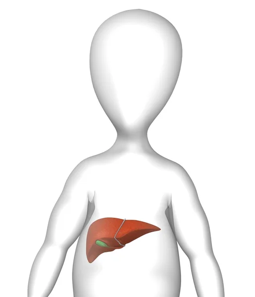 肝脏 — 图库照片
