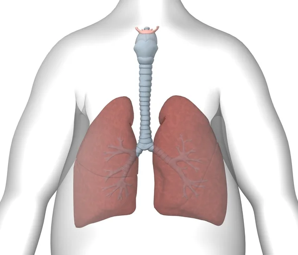 肺 — 图库照片