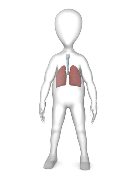 肺 — 图库照片