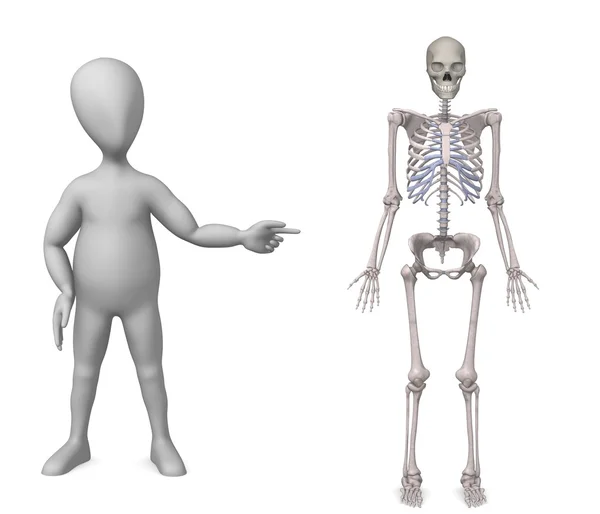 Manliga skelettet — Stockfoto