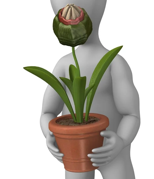 Masožravá rostlina — Stock fotografie