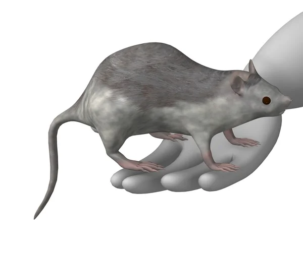 Rat — Stok fotoğraf
