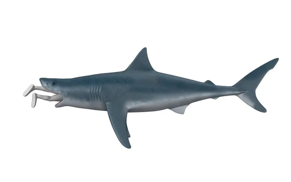 Tubarão — Fotografia de Stock
