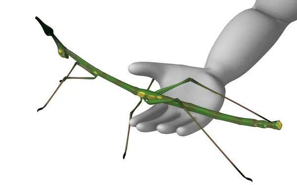 Stick insect — Stockfoto