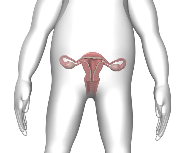 Uterus — Stock Photo, Image