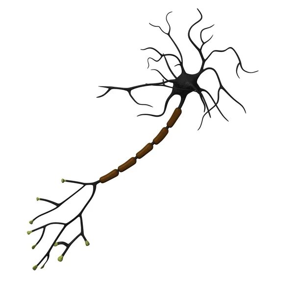 Neurônio Fotografia De Stock
