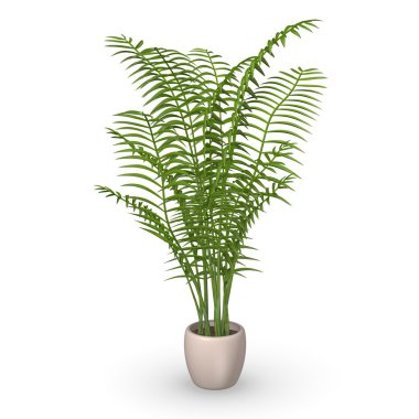 3D render chrysalidocarpus bitki