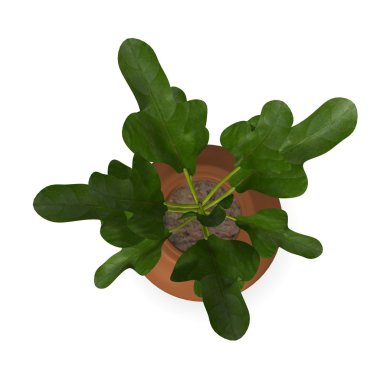 3D render codiaeum bitki