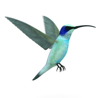 colibri kuş 3D render