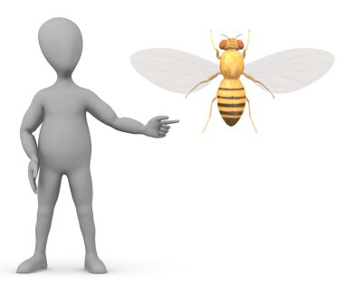 çizgi film karakteri drozophila ile 3D render