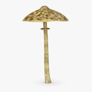 macrolepiota procera 3D render