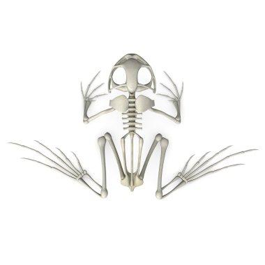 3d render of frog skeleton clipart