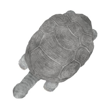 geochelone nigra 3D render