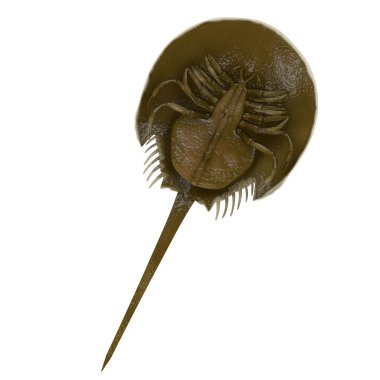 limulus moluccanus 3D render