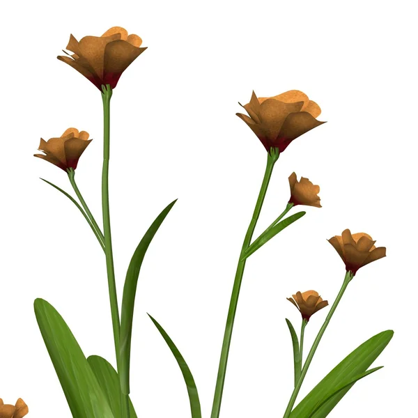 3D render anighozantos növény — Stock Fotó