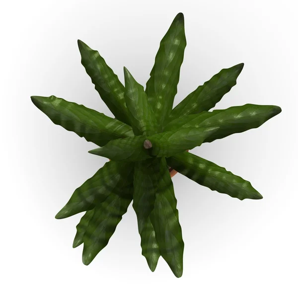 3d renderizado de flor de asplenio — Foto de Stock
