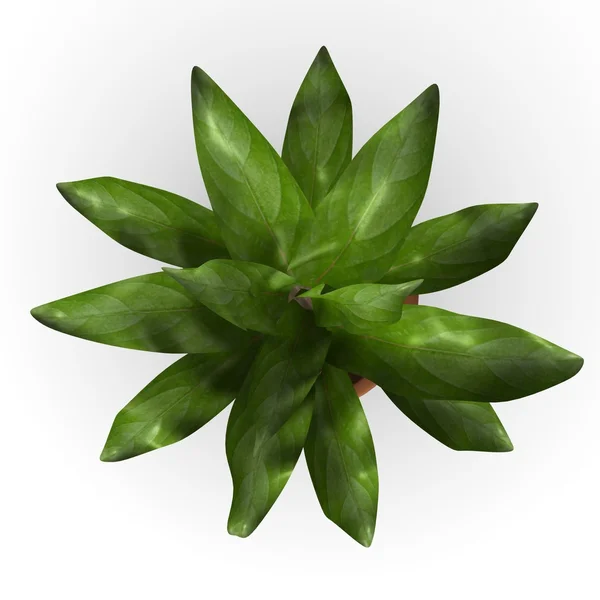 3d renderizado de flor de asplenio —  Fotos de Stock