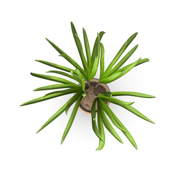 3d render of beacarnea recurvata — Stock Photo, Image