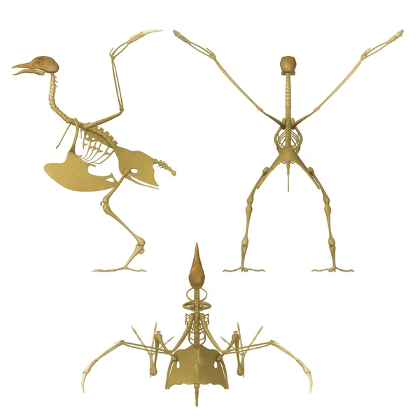 3d renderização de esqueleto de pássaro — Fotografia de Stock