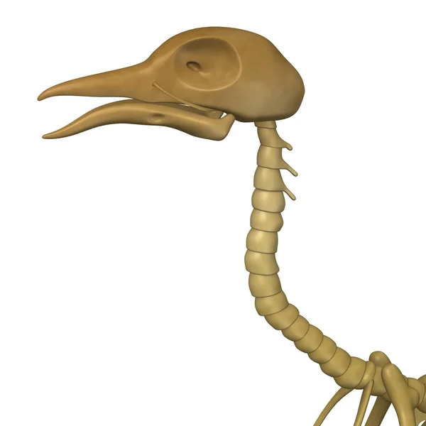 3D render van vogel skelet — Stockfoto