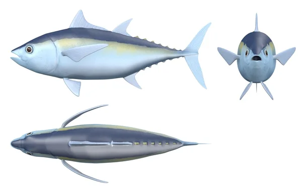 3D render ของปลาทูน่าแบล็คฟิน — ภาพถ่ายสต็อก