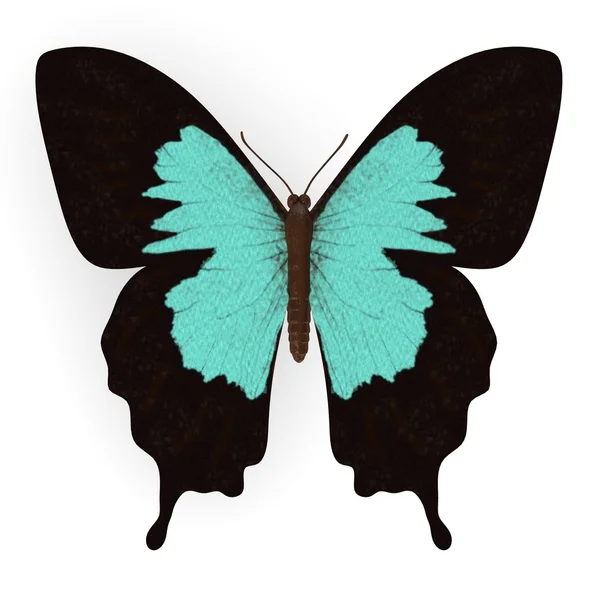 3D-Darstellung von Papilio ulysses — Stockfoto
