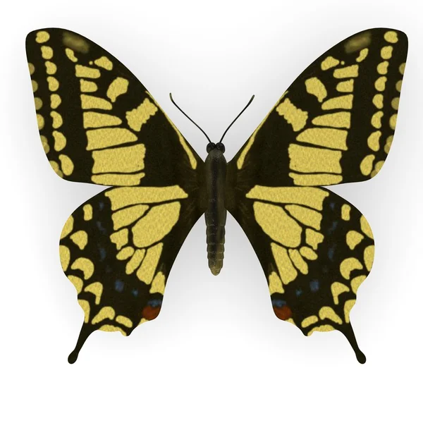 Papilio machao 3D render — Stok fotoğraf