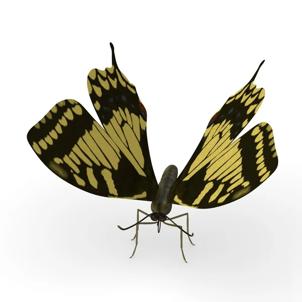Papilio machao 3D render — Stok fotoğraf