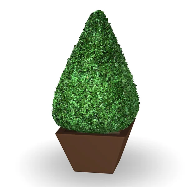 3d render of buxus plant — Stock Photo, Image