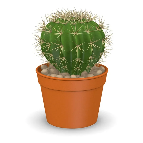 3D render, kaktusz virág — Stock Fotó
