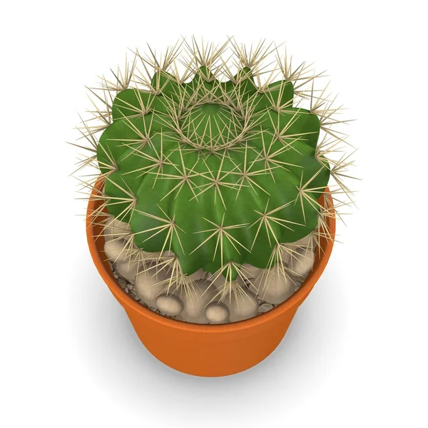 3D render van Cactusbloem — Stockfoto