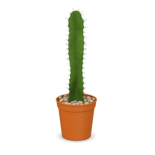 stock image 3d render of cactus flower