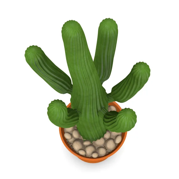 3d rendu de fleur de cactus — Photo