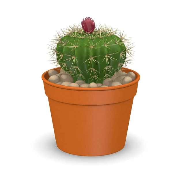 3D render van Cactusbloem — Stockfoto