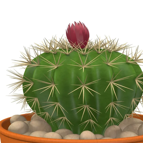 3D рендеринг цветка кактуса — стоковое фото