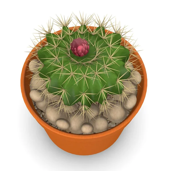 3d render of cactus flower — Stock Photo, Image