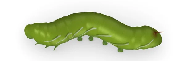 Bir tırtıl böcek 3D render — Stok fotoğraf