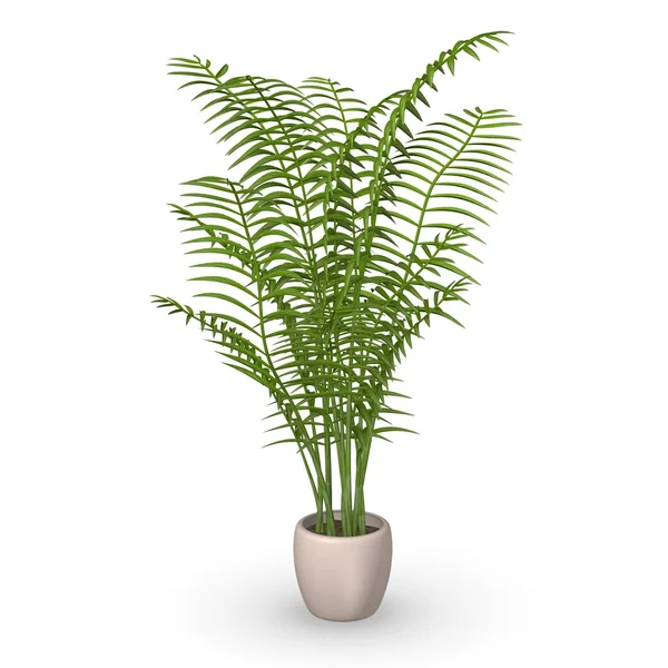 3D vykreslení chrysalidocarpus rostliny — Stock fotografie
