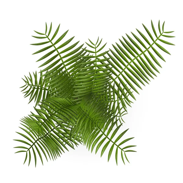 尾葵植物的 3d 呈现器 — 图库照片