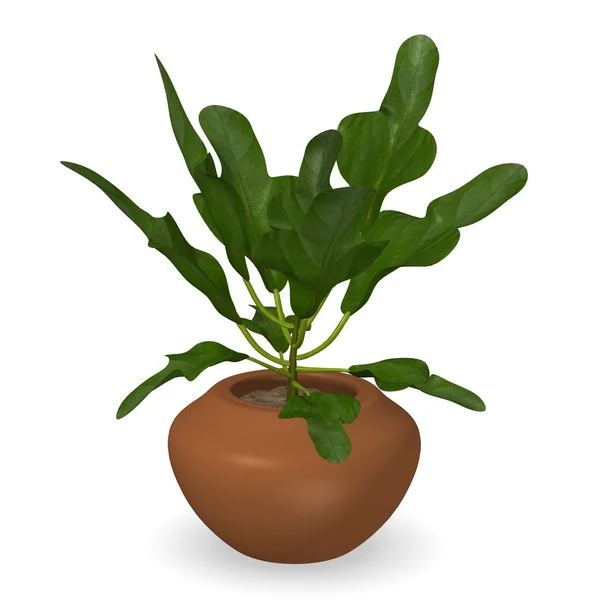 3D-Darstellung der Codiaeum-Pflanze — Stockfoto